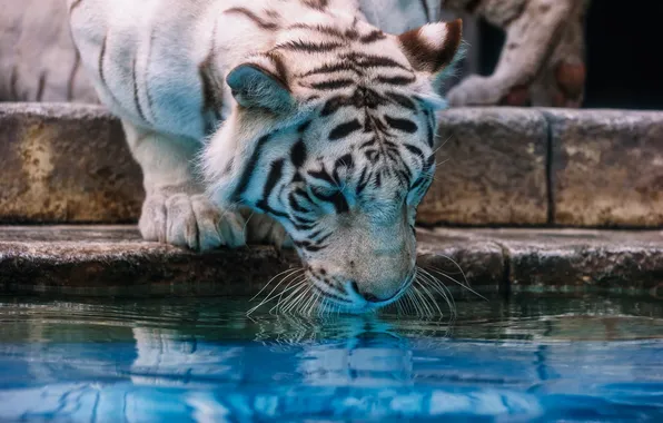 Картинка морда, хищник, водопой, белый тигр, дикая кошка, зоопарк