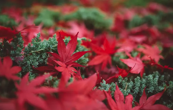 Картинка осень, трава, листья, макро