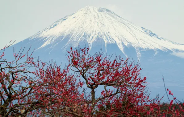 Картинка небо, деревья, гора, вулкан, Япония, панорама, Fuji