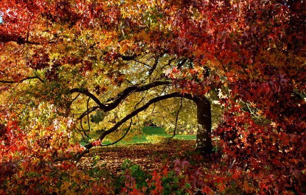 Осень, листья, парк, дерево, листва