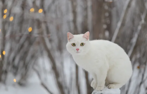 Картинка зима, кошка, взгляд, белая, Евгения Левина