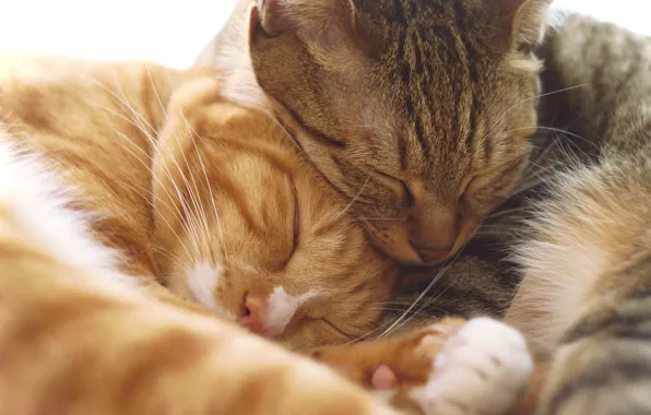 Кошка, кот, свет, кошки, крупный план, поза, серый, коты
