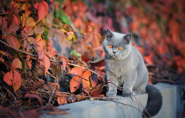 Осень, кошка, кот, взгляд, листья, свет, ветки, природа