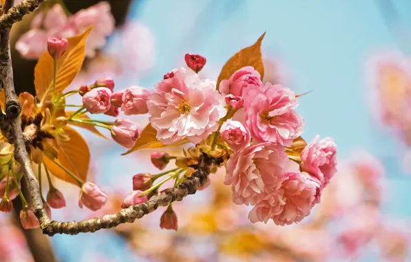 Природа, вишня, дерево, розовый, весна, сад, цветки, cherry blossom