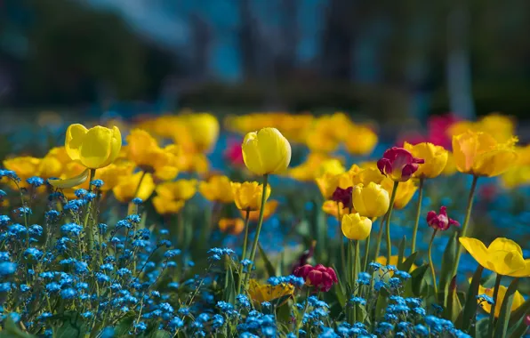 Картинка цветы, весна, незабудки, тюльпаны
