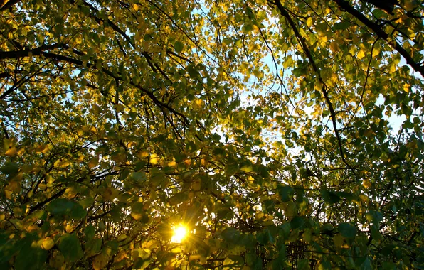 Картинка осень, листья, солнце, лучи, ветки, природа, ветви, листва