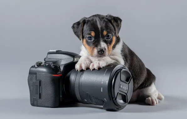 Картинка фон, малыш, фотоаппарат, Nikon, щенок, пёсик, Датско-шведская фермерская собака