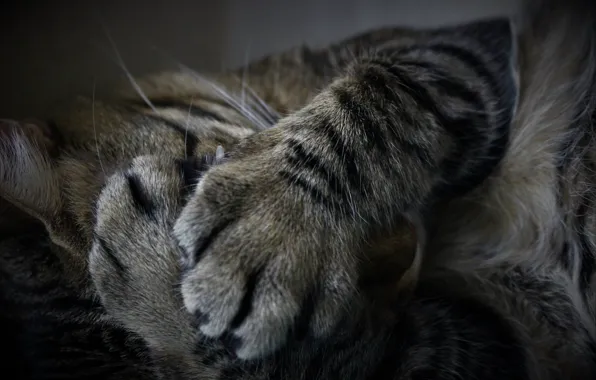 Картинка кот, отдых, лапы