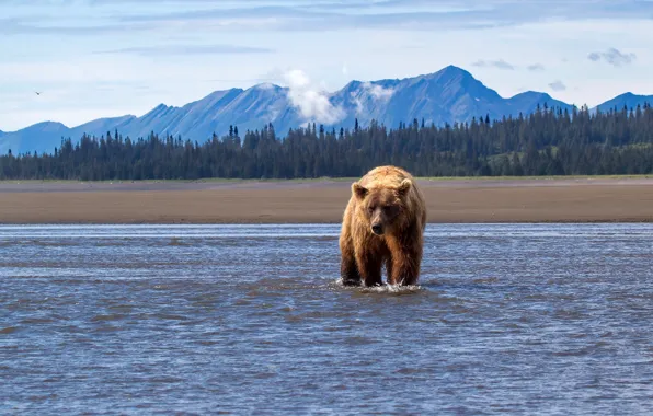 Лес, деревья, пейзаж, горы, природа, река, медведь, Alaska