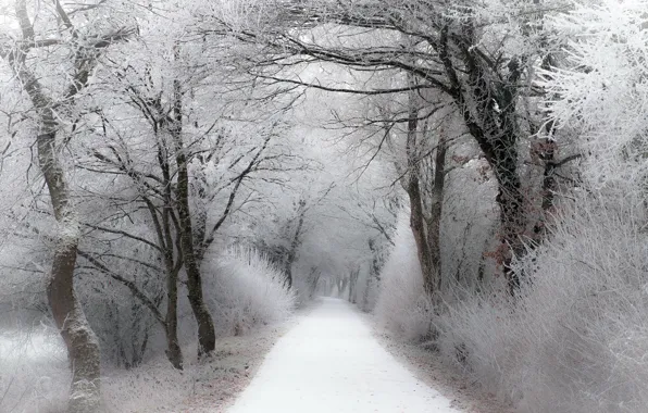 Зима, иней, дорога, лес, снег