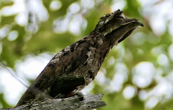 Картинка ветки, яйцо, Птица, боке, редкая птица, Povarova Ree Svetlana, Nyctibius griseus, необычный вид