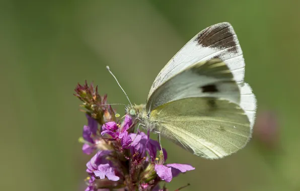 Картинка цветок, бабочка, butterfly