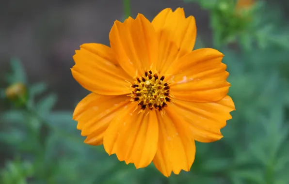 Canon, yellow, Camomile
