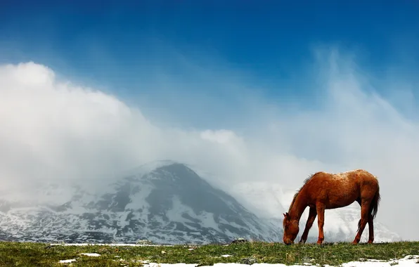 Горы, природа, конь