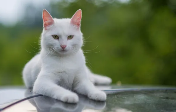 Картинка усы, взгляд, белый, кот, котэ