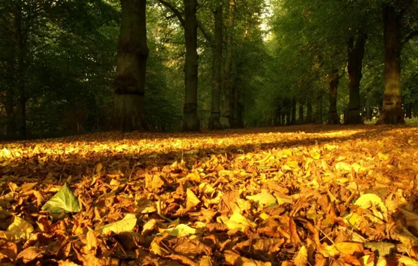 Картинка природа, время года, осень опавшие листья