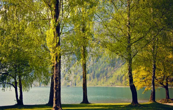 Деревья, природа, озеро, весна, Швейцария, березы, Switzerland