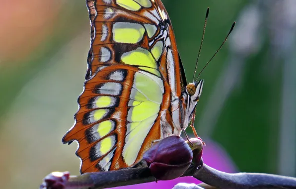 Картинка бабочка, Макро, насекомое, butterfly, insect, Macro, Malachite Butterfly