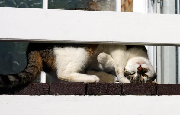 Картинка кошка, кот, природа, поза, забор