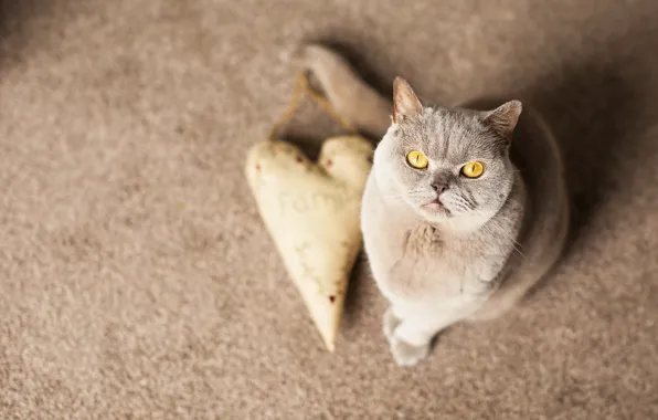 Кошка, взгляд, фон