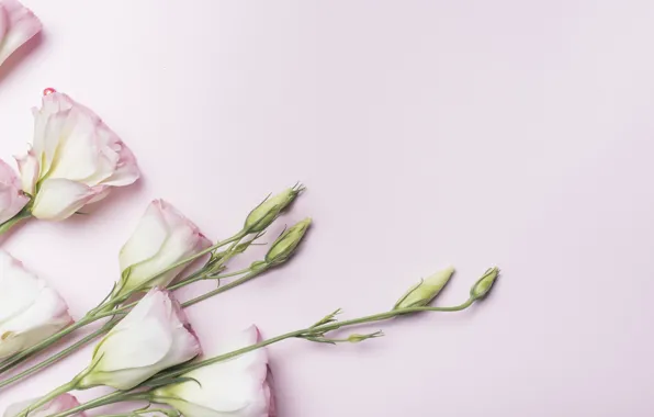 Фон, розовый, pink, flowers, эустома, eustoma