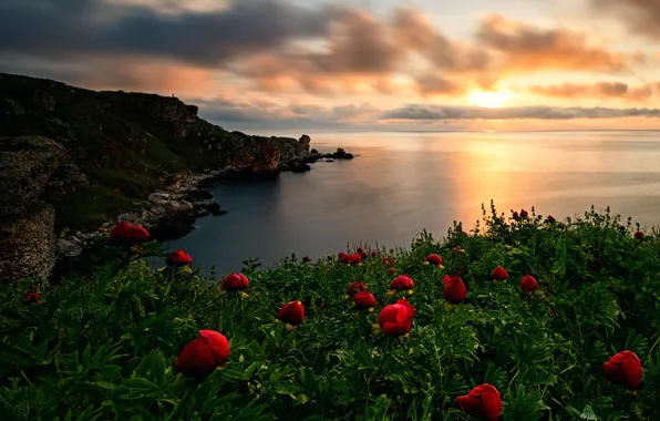 Картинка море, берег, бухта, залив, пионы