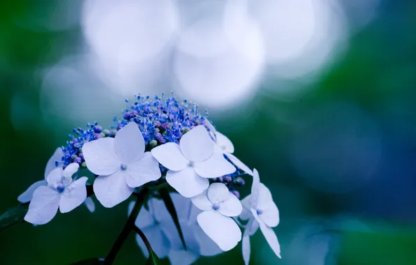Картинка цветок, макро, синий, блики, голубой, растение