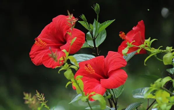 Гибискус, Красные цветы, Hibiscus, Red flowers