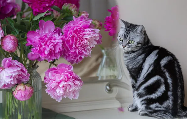 Кошка, кот, цветы, поза, букет, зеркало, банка, розовые