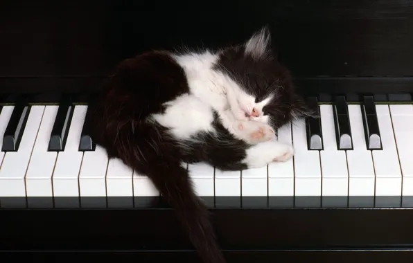 Котенок, клавиши, спит, фортепьяно