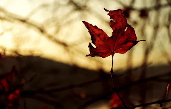 Картинка осень, макро, свет, красный, лист, цвет, ветка