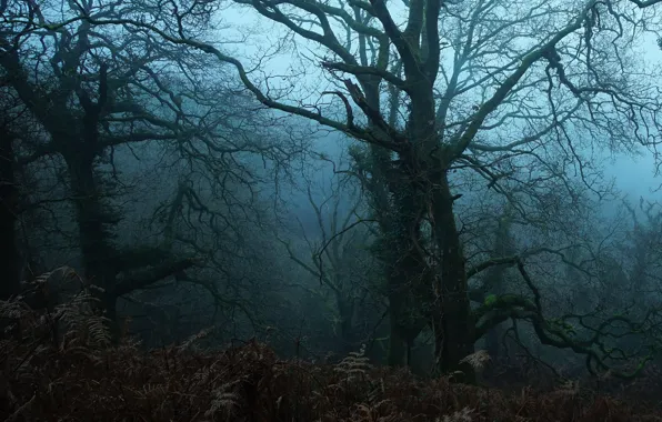 Картинка лес, деревья, природа, туман, Великобритания, сумерки, United Kingdom, Emmie J Gee