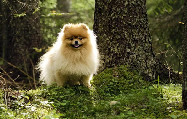 Картинка лес, лето, собака