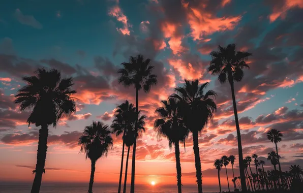 Beach, sunset, palm trees