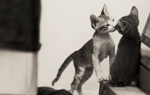 Картинка поцелуй, чёрно-белая, котята, малыши, парочка, монохром, два котёнка