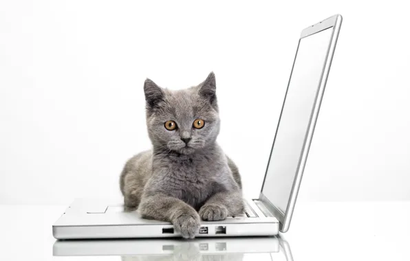 Кошка, взгляд, удивление, ноутбук, grey, glance, laptops