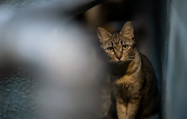 Кошка, кот, взгляд, темный фон, котенок, серый, стена, размытие