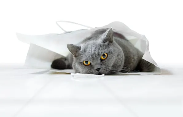 Кошка, кот, взгляд, поза, пакет, сумка, мордашка, британский