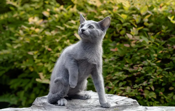 Кошка, взгляд, поза, котенок, мордашка