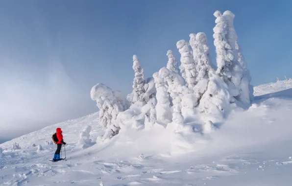 Картинка снег, деревья, пейзаж, природа, ели, лыжник, турист, Михаил Туркеев