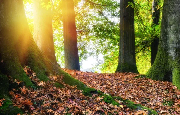 Осень, лес, листья, деревья, парк, colorful, forest, landscape