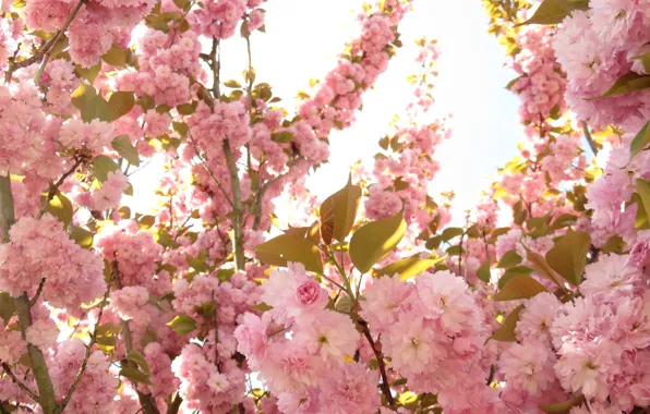 Цветы, весна, цветение, pink, Spring, blossoms, flowering