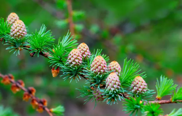 Spring, cones, pine, twig