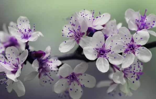 Beauty, ветка дерева, весенние цветы, tree branch, spring flowers, Anthony, white purple flowers, бело фиолетовые …