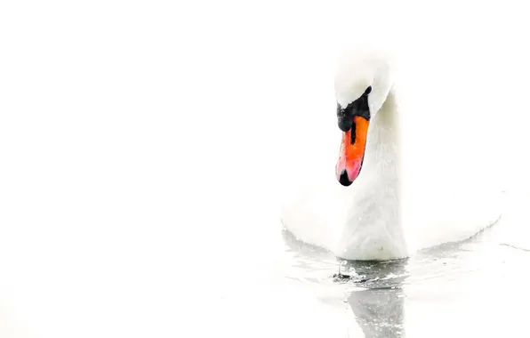 Вода, белый фон, лебедь, water, Swan, white background