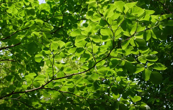 Зелень, лето, макро, ветки, дерево, листва