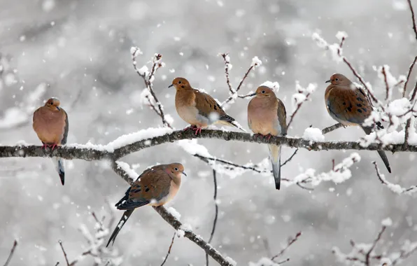 Картинка снег, птицы, ветка, Канада, Новая Шотландия, траурные голуби, Bear River