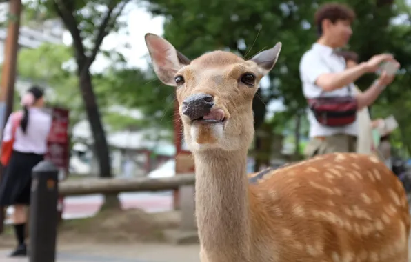 Animals, deer, tongue, other, jackly