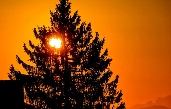 Солнце, закат, дерево, силуэт