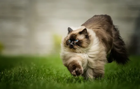 Картинка кошка, трава, кот, взгляд, поза, поляна, бег, хвост